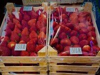 Fresas. Distribuidores de fresas al por mayor de temporada