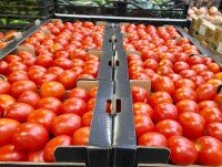 Tomates. Distribuidores de tomates naturales al por mayor