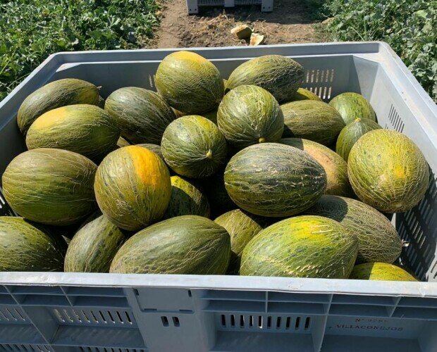 Proveedores de melón. Distribuidores de melones al por mayor de temporada