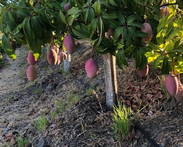 Árboles de mango. Nuestro árboles