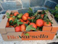 Mandarinas Ecológicas. Caja de mandarinas ecológicas Bio Varsella