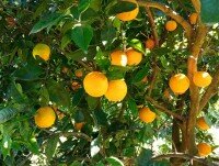 Naranjas Ecológicas. Naranjos ecológicos de la finca de Bio Varsella en Bítem (Tortosa)