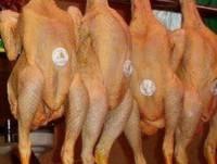 Pollo. Producto fresco y de alta calidad