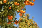 Naranjas Vital
