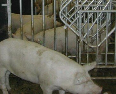 Granjas porcinas. Tratamiento de limpieza e higiene en granjas porcinas.