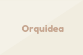 Orquidea