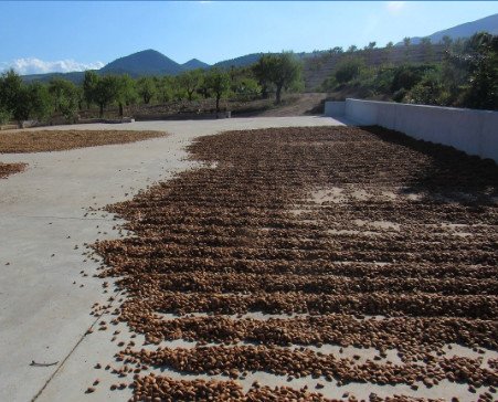 Almendras Largueta y Marcona. España es el unico productor mundial de estas variedades