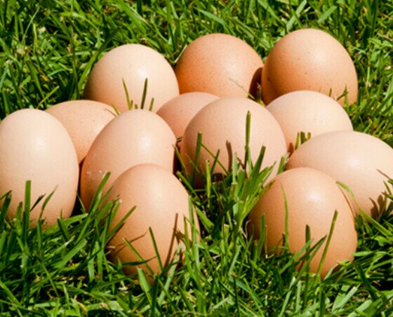 Huevos naturales. Huevos de calidad al mejor precio