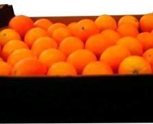 Naranja salustiana. 1 Caja por palet