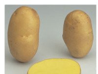 Patatas. Oval alargada de forma, piel amarilla y lisa a bastante lisa, carne amarilla.