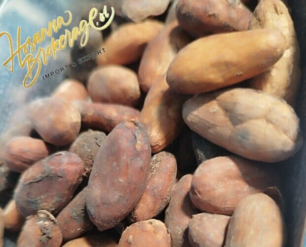 granos de cacao puro. Granos de cacao puro de origen ecuador disponible a la venta.