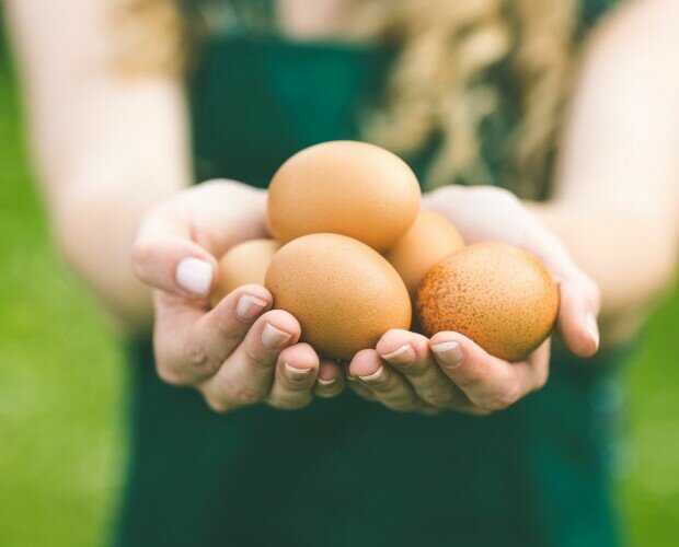 Huevos frescos de gallina. Los mejores huevos de gallina de la mano de Huevos Alfa