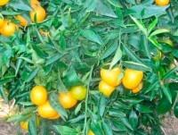 Mandarinas Ecológicas. Producción ecologicas de valencia