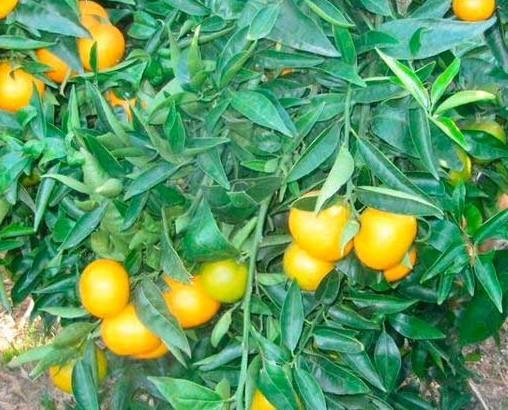 Mandarinas. Producción ecologicas de valencia