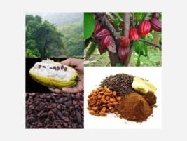 Cacao en Polvo. El mejor cacao en grano del mundo