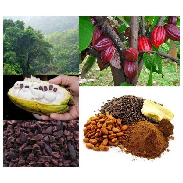 Cacao en Polvo.El mejor cacao en grano del mundo