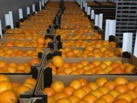Naranjas. cajas de naranjas
