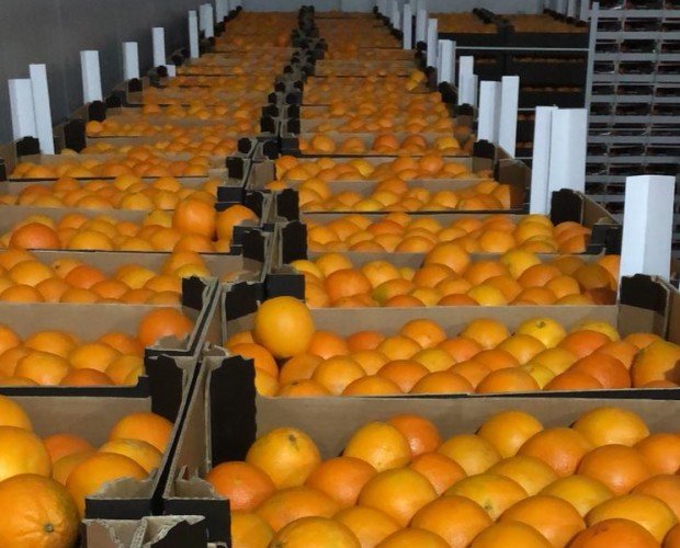 Naranja calibrada. cajas de naranjas