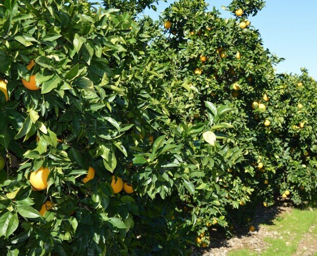 Naranjas en el campo. Naranjas en el árbol, naranjas recolectada de nuestra finca propia