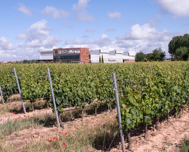 BODEGA Y VIÑEDOS MARTÍN BERDUGO. Nuestra bodega se encuentra perfectamente en las 87 hectáreas de viñedo propio.