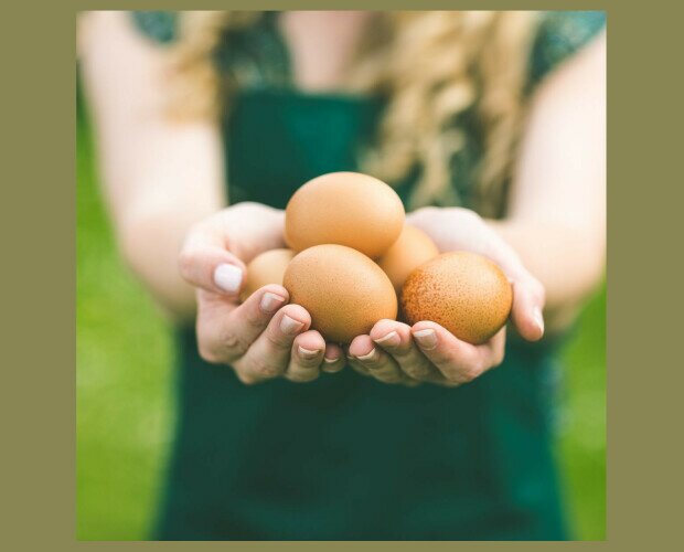 Huevos frescos. Los mejores huevos de gallina de la mano de Huevos Alfa
