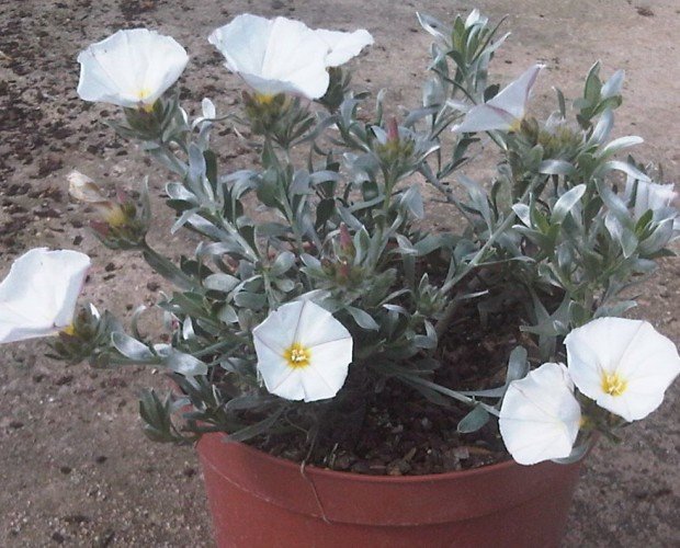 Convolvulus cneorum 3L. Plantas en container para jardineria sostenible y ornamental