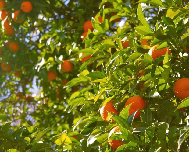 Naranjas de Mesa. Tenemos las mejores naranjas del mercado