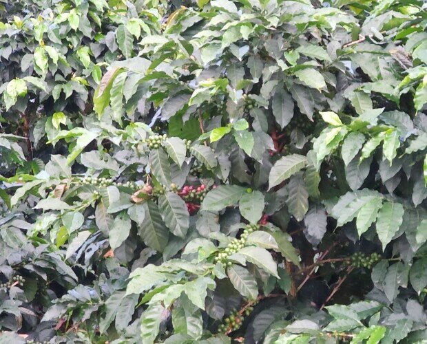 Planta cafeto en producción. Tipo cafeto finca Pitayo con la cereza del café en maduración. Se recolectan a mano.