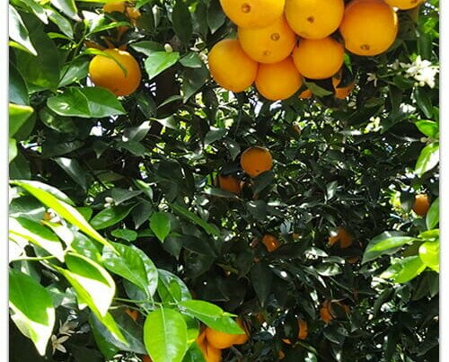 Naranjas de calidad. Ofrecemos frutas de cosecha propia