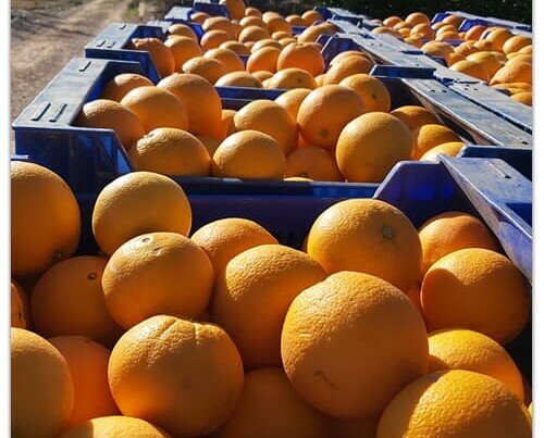 Cestas de naranjas. Ofrecemos frutas de calidad cultivadas con mucho mimo