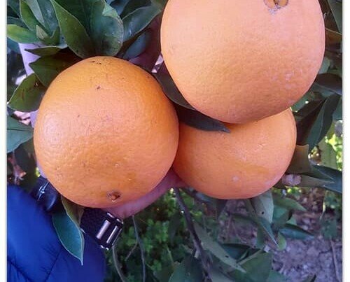 Naranjas dulces. Nuestras naranjas sirven para todo. Jugosas y dulces