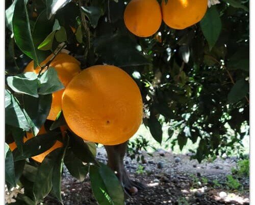 Naranjas jugosas. Naranjas cultivadas con técnicas tradicionales