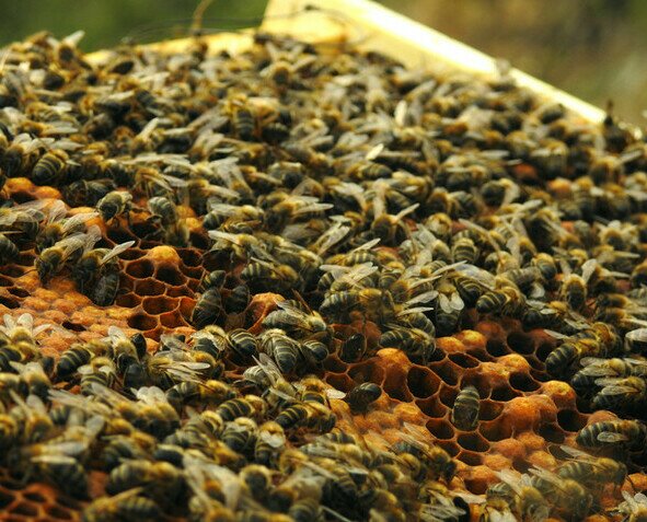 Abejas. Queremos crear una forma de apicultura mas justa