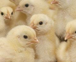 Incubación. Nuestra sala de incubación mantiene los huevos a la temperatura y ventilación adecuados para que el pollito llegue a la granja con la mejor calidad