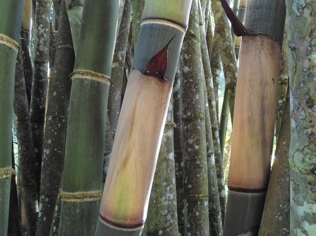 Bambú gigante. También comercializamos las plantas