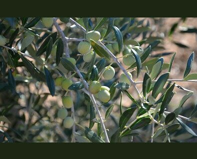 Nuestros olivos. Nuestros aceite son productos de nuestros propios olivares
