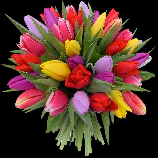 Tulipanes. Los más hermosos tulipanes
