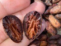 Cacao en Grano. constante monitoreo del grano expuesto al sol en el proceso del secado