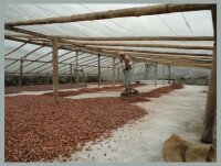 Cacao. Después de la fermentación el cacao se debe secar inmediatamente.
