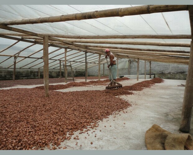 Cacao en Grano.Después de la fermentación el cacao se debe secar inmediatamente.