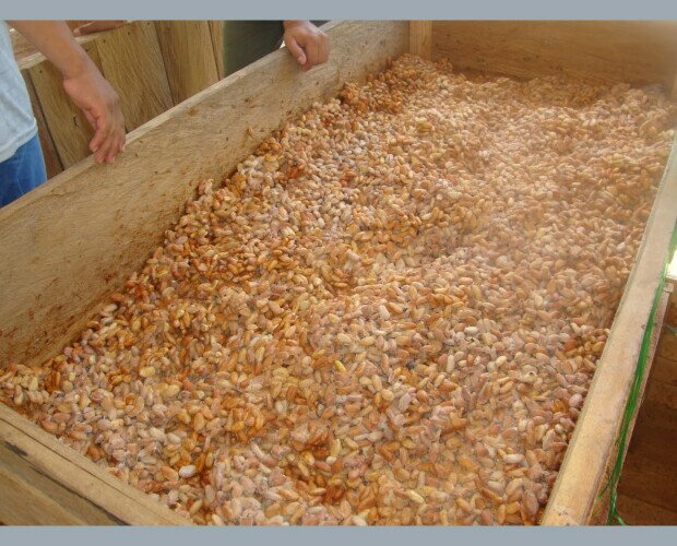 Fermentación del cacao. Consiste en amontonar los granos durante varios días con el fin de que los microorga