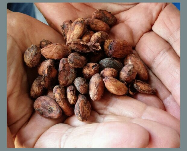 Granos de cacao. Granos de cacao rico en antioxidantes