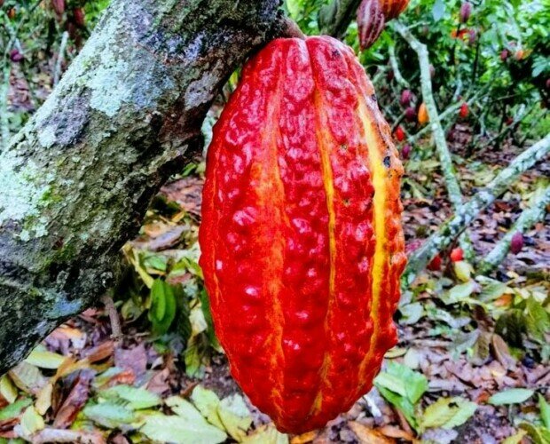 Mazorca de cacao. Nuestros productos son cosechados con amor