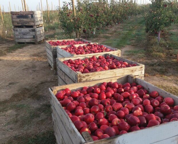 Cajas de manzanas. Garantizamos la trazabilidad de nuestras frutas