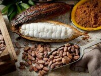 Cacao. El cacao se conoce en Indonesia desde 1560