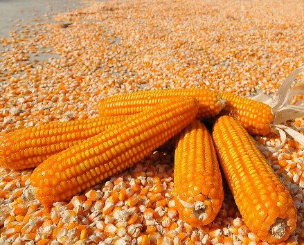Granos de maíz. Disponemos de una amplia gama de productos