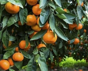 Mandarinas. Contamos con una amplia variedad de mandarinas