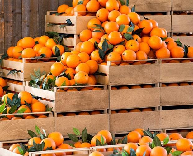 Naranjas valencianas. Calidad al mejor precio
