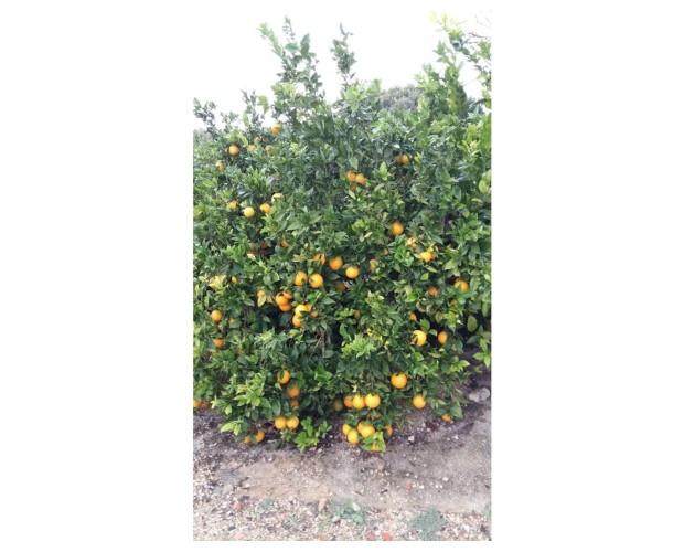 Naranjas. Cultivadas con respeto al medio ambiente