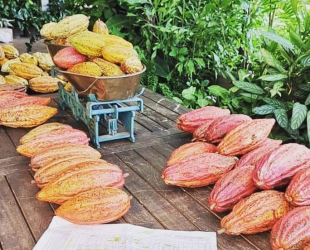 Cacao venezolano. La mejor materia prima